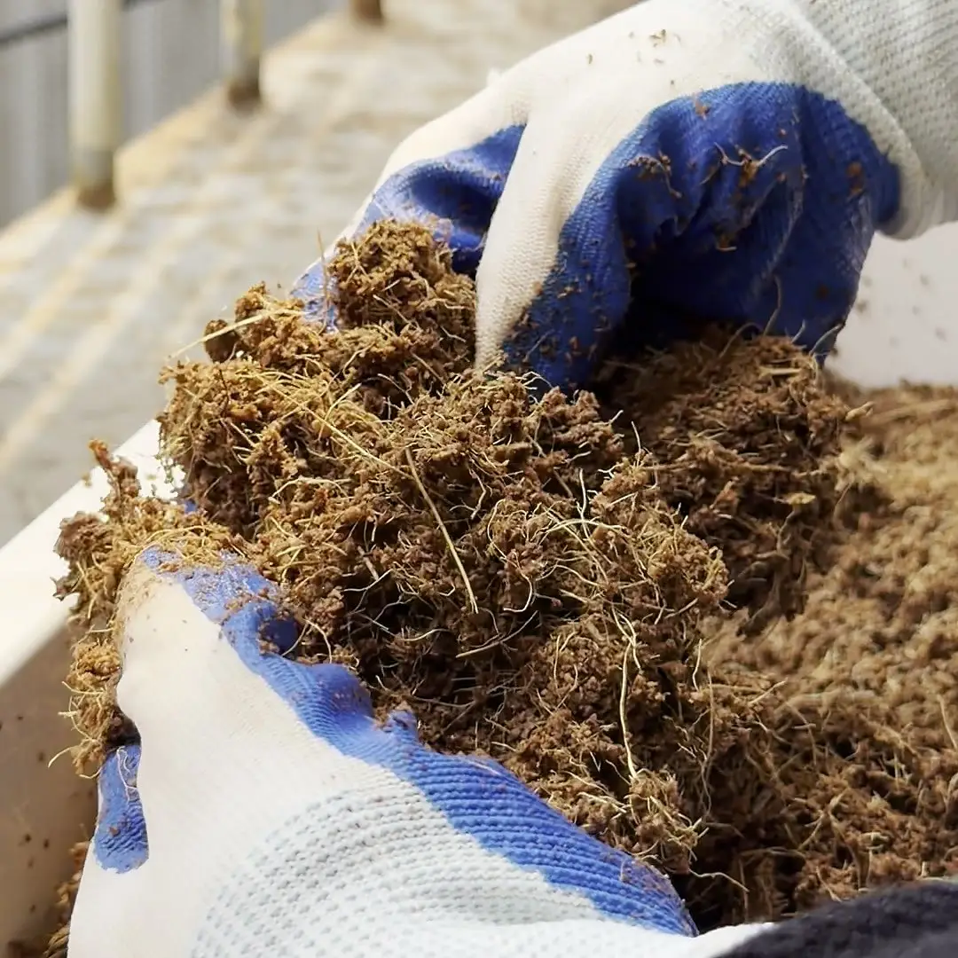 Gloved hands fluffing a handful of loose, fibrous coconut coir after it has expanded