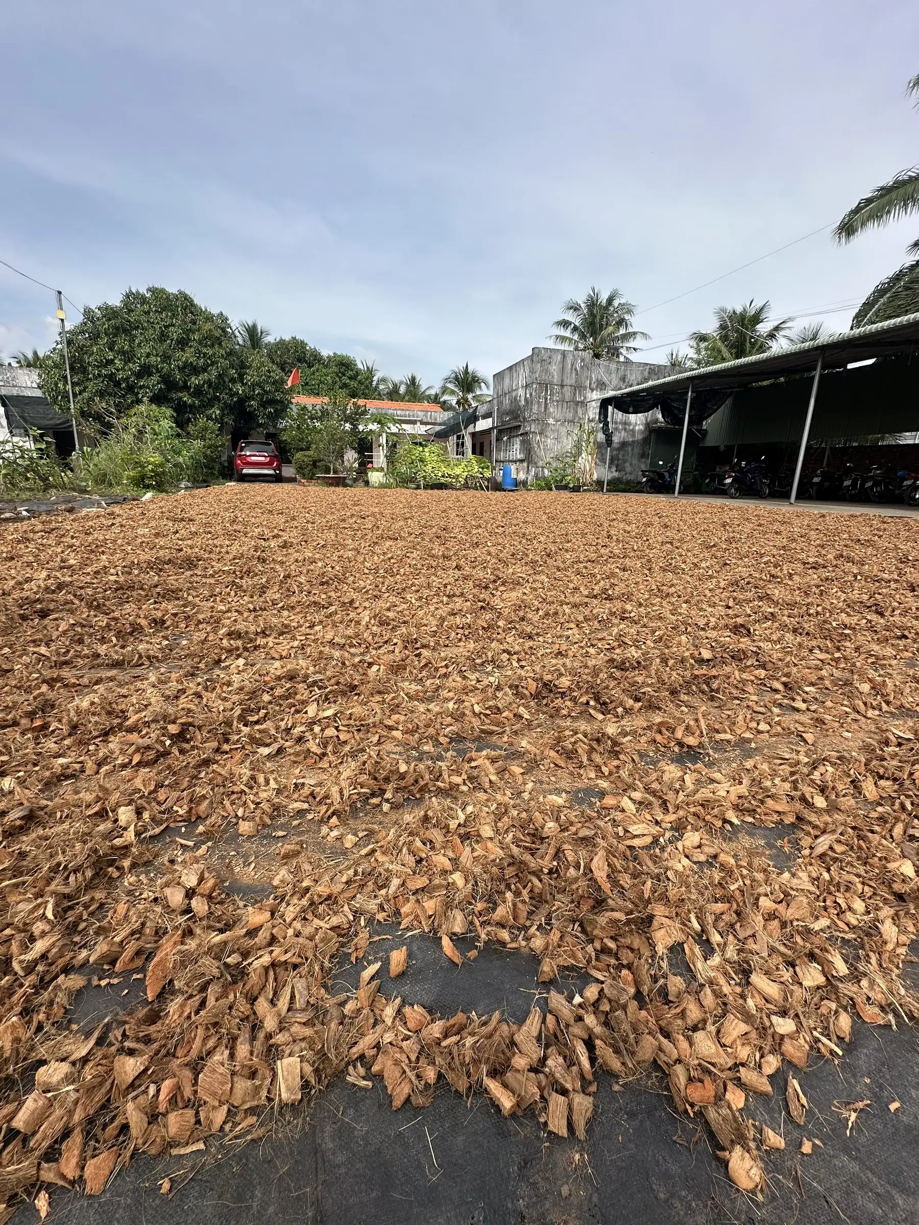 Coconut husk drying in the sun across a yard in Bến Tre, with houses and palm trees behind