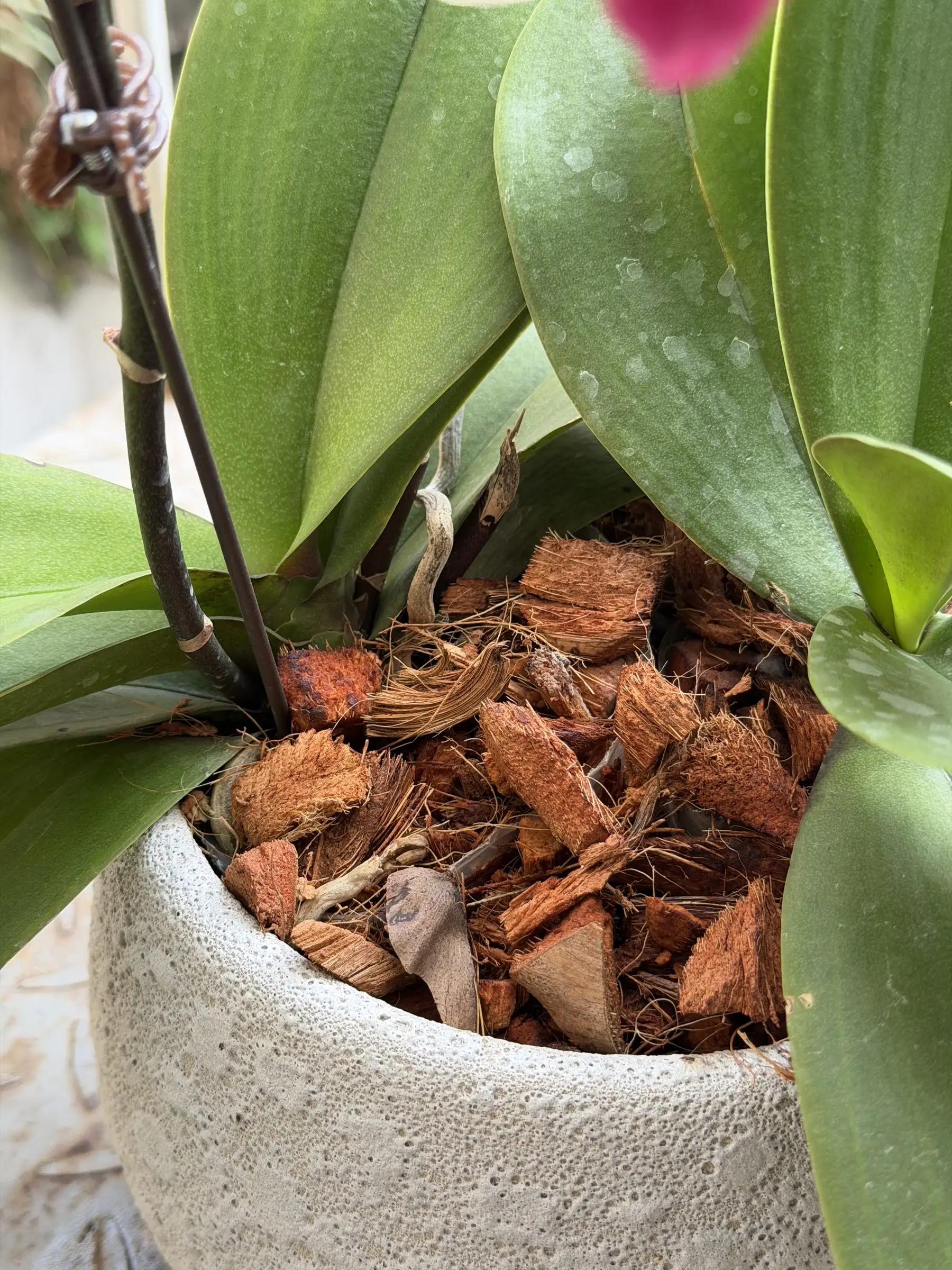 Close-up of coconut chips around the roots of an orchid