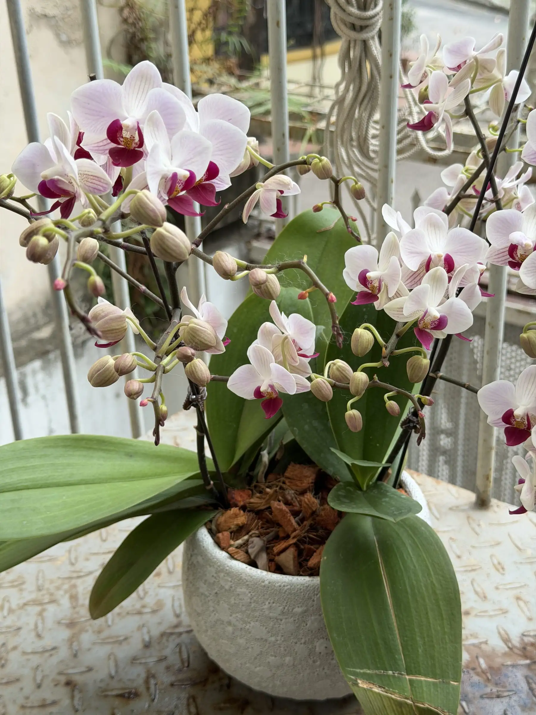 A pink and white phalaenopsis orchid potted in coconut chips