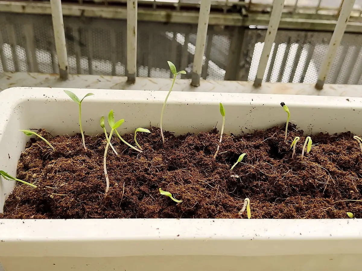 Young seedlings coming up in a white planter filled with expanded coconut coir